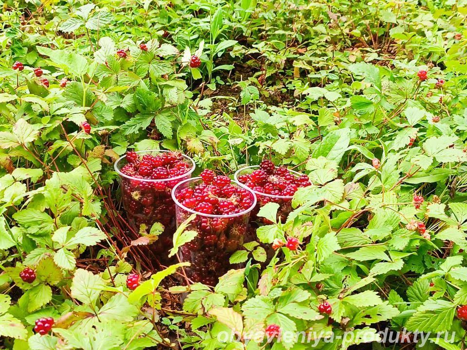 Княженика ягоды сладкая вкусная из экологического чистого... - Москва